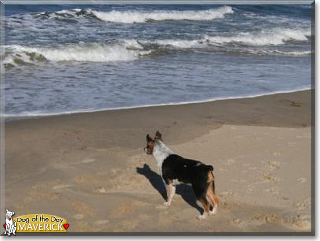 Maverick the Australian Cattle Dog, the Dog of the Day