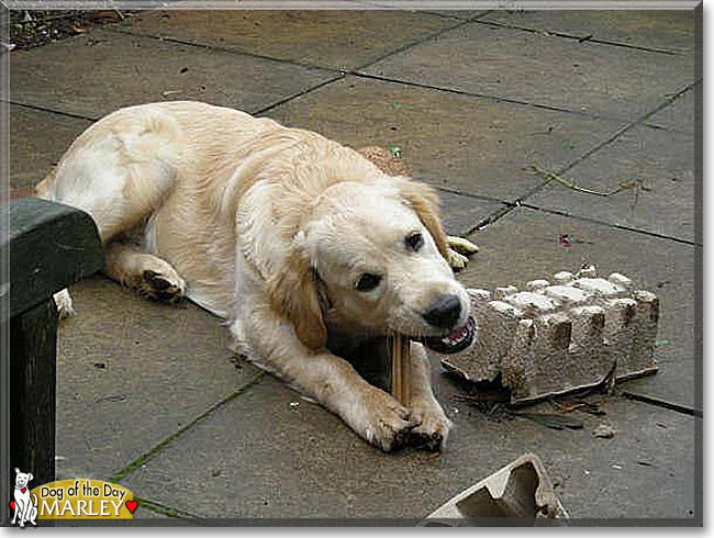 Marley the Golden Retriever, the Dog of the Day