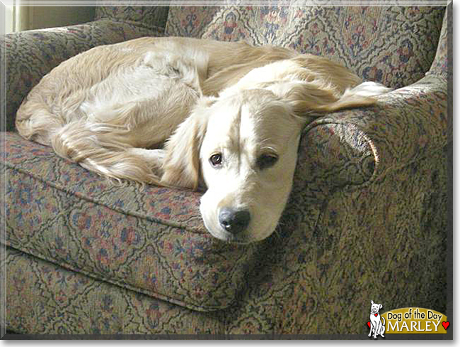 Marley the Golden Retriever, the Dog of the Day