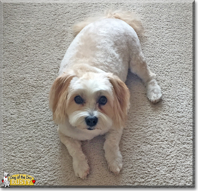 Rusty the Lhasa Apso/Maltese mix, the Dog of the Day