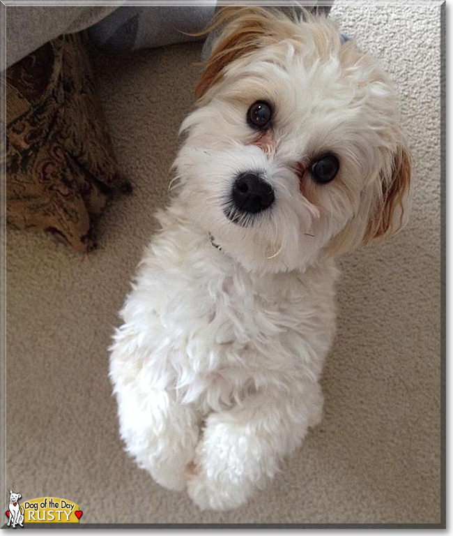 Rusty the Lhasa Apso/Maltese mix, the Dog of the Day