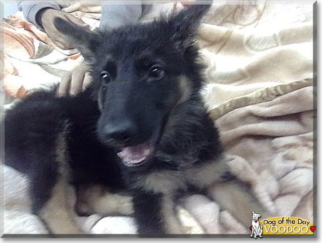 Voodoo the German Shepherd, Collie mix, the Dog of the Day