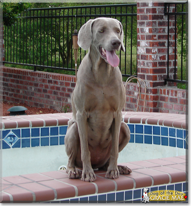 Gracie Mae the Weimaraner, the Dog of the Day