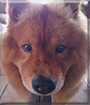 Chloe the Chow Chow