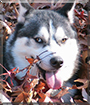 Yukon Jack the Siberian Husky