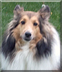 Daisy the Shetland Sheepdog