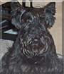 Mindy the Scottish Terrier