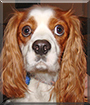 Buddy the Cavalier King Charles Spaniel