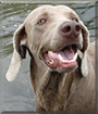 Gracie Mae the Weimaraner