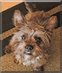 Billy the Yorkshire Terrier, Miniature Schnauzer mix