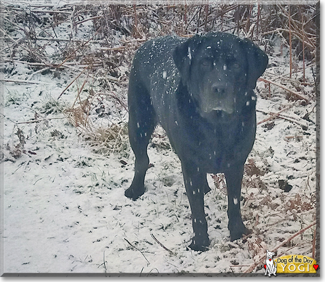 Yogi the Labrador Retriever, the Dog of the Day