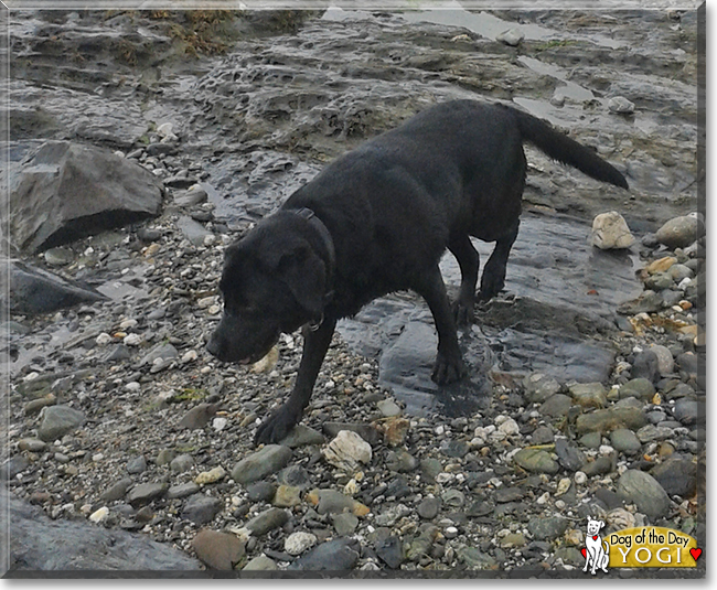 Yogi the Labrador Retriever, the Dog of the Day