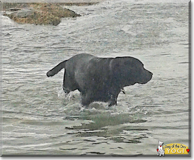 Yogi the Labrador Retriever, the Dog of the Day