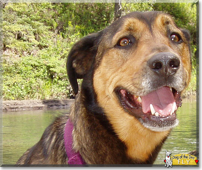 Fly the Shepherd mix, the Dog of the Day