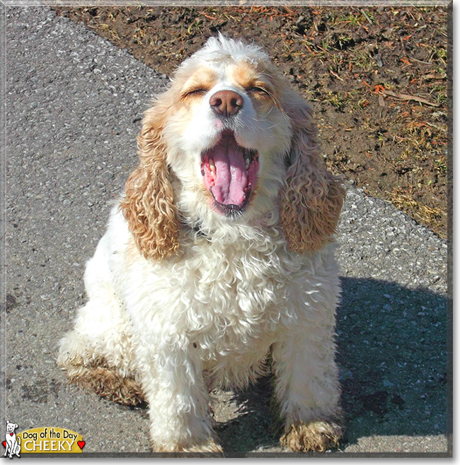 Cheeky the Cocker Spaniel, the Dog of the Day