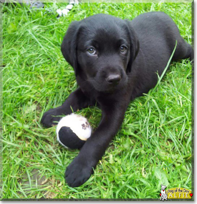 Alfie the Labrador Retriever, the Dog of the Day