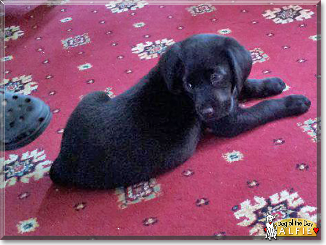 Alfie the Labrador Retriever, the Dog of the Day