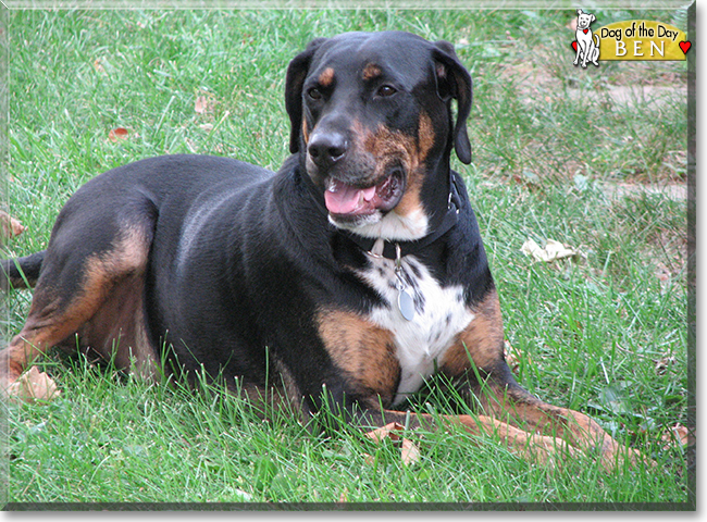 Ben the Rottweiler/Dalmatian mix, the Dog of the Day