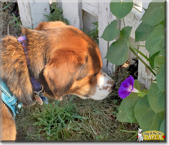 Layla the Australian Shepherd mix, the Dog of the Day