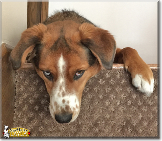 Layla the Australian Shepherd mix, the Dog of the Day