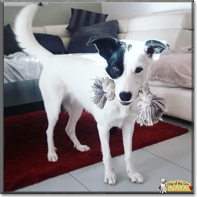 Naya the Border Collie, the Dog of the Day