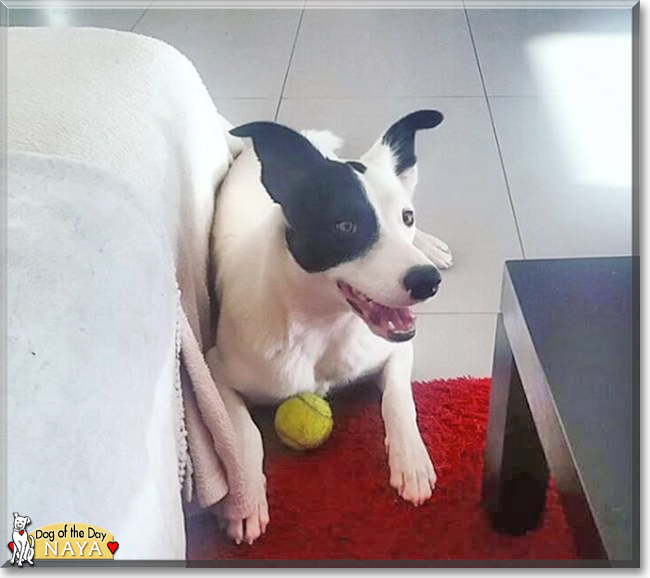 Naya the Border Collie, the Dog of the Day