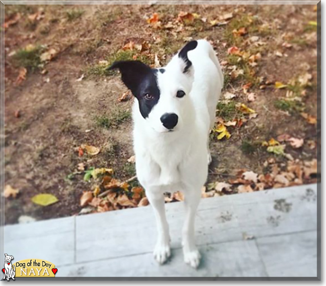 Naya the Border Collie, the Dog of the Day