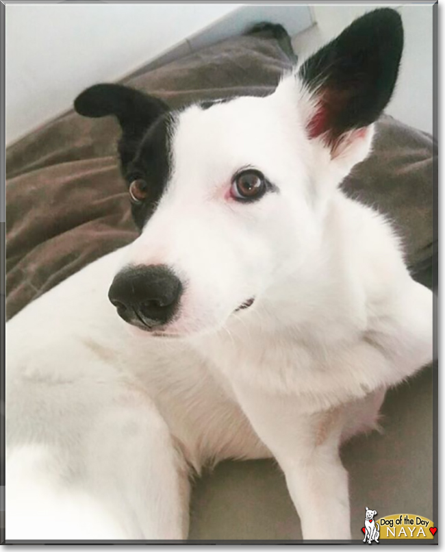 Naya the Border Collie, the Dog of the Day