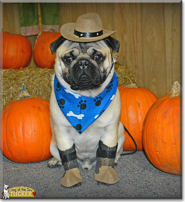 Tucker the Pug, the Dog of the Day