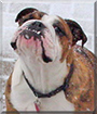 Percy the English Bulldog