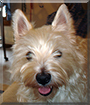 Jasper the West Highland Terrier