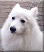 Bamse the Japanese Spitz