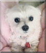 Zollie the Maltese