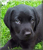 Alfie the Labrador Retriever