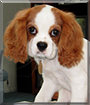 Maxie Mo the Cavalier King Charles Spaniel