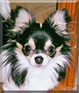 Doodlebug the Longhair Chihuahua