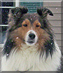 KayLee the Shetland Sheepdog