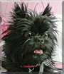 Jade the Affenpinscher