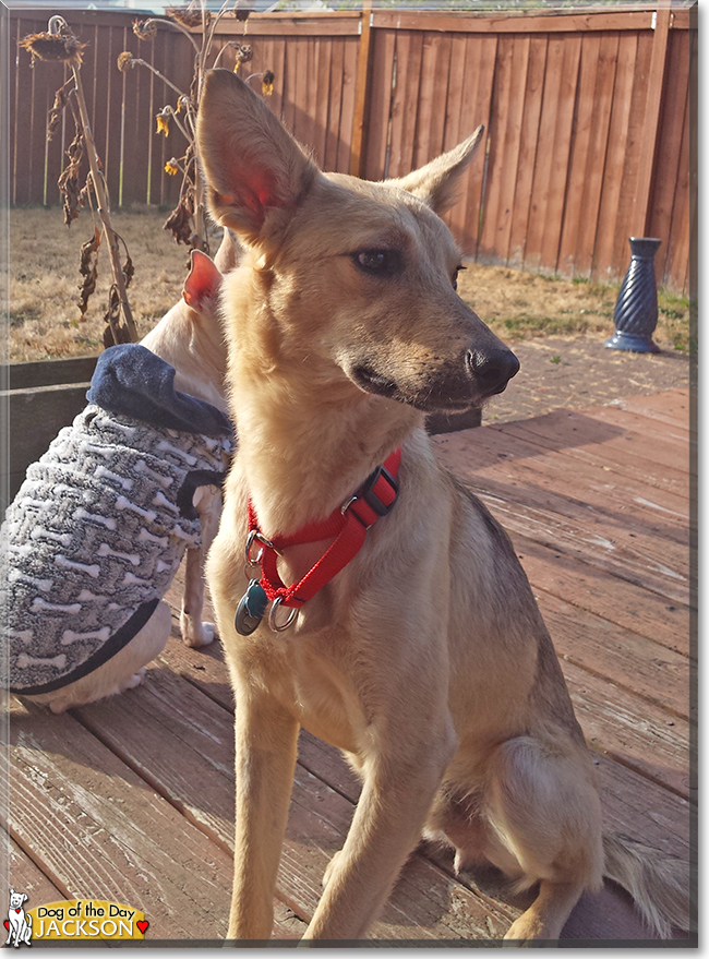 Jackson the German Shepherd mix, the Dog of the Day