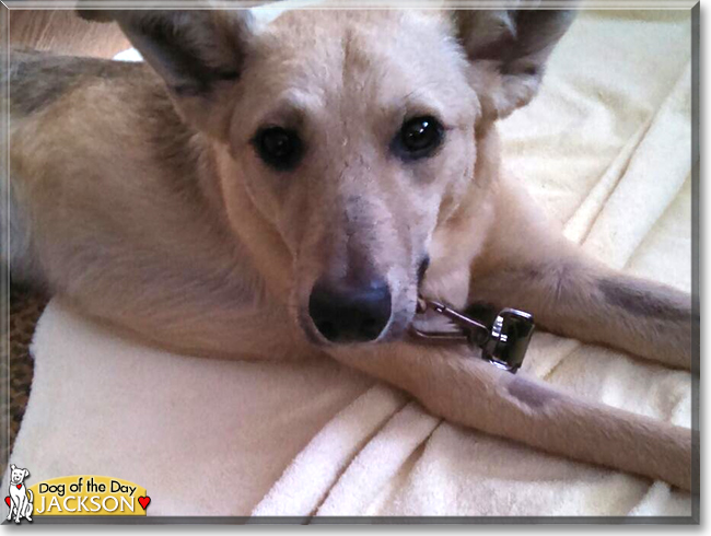 Jackson the German Shepherd mix, the Dog of the Day