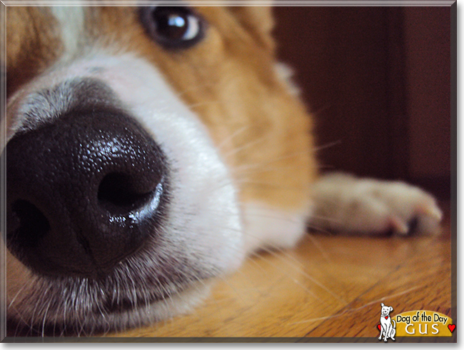 Gus the Corgi, the Dog of the Day