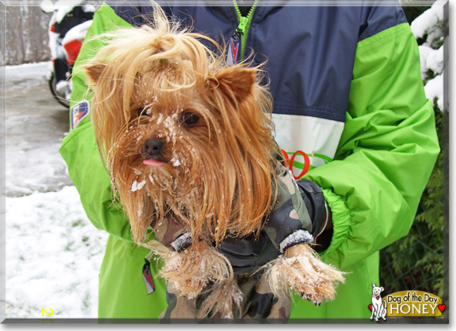 Honey the Yorkshire Terrier, the Dog of the Day