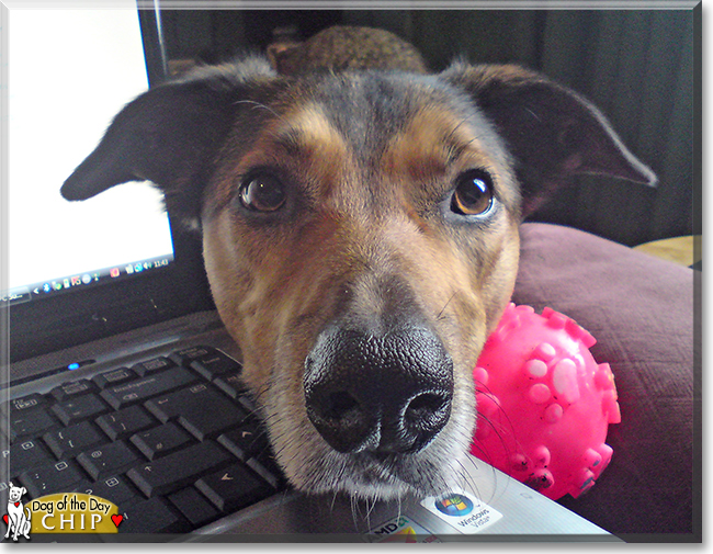 Chip the Welsh Collie mix, the Dog of the Day