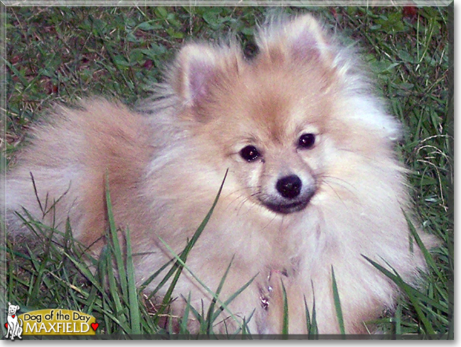 Maxfield the Pomeranian, the Dog of the Day