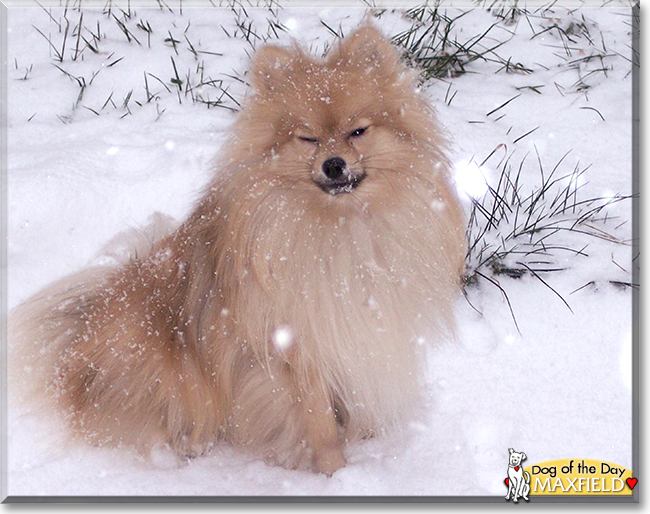 Maxfield the Pomeranian, the Dog of the Day