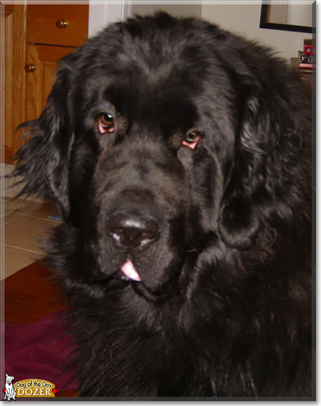 Dozer the Newfoundland, the Dog of the Day