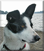 Glaid the Border Collie