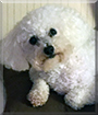 Bebe the Bichon Frise 