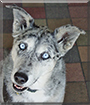 Kali the Catahoula Leopard Dog mix