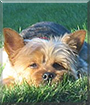 Charlie the Yorkshire Terrier